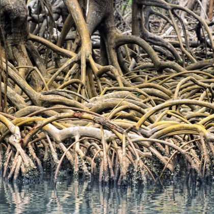 dominican-republic-los-haitises-mangrove-roots-e1415761492786-960x640